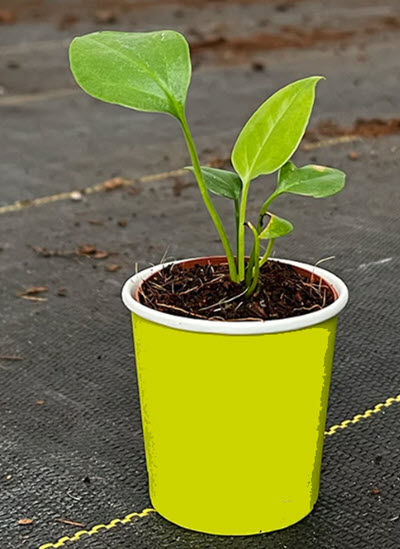 2" Custom Asst: Anthurium Red Flag